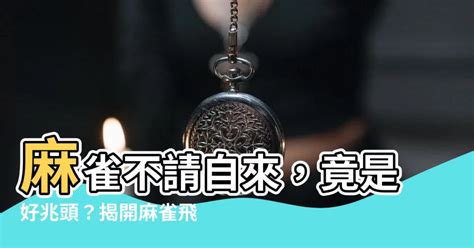 麻雀來家裡|【麻雀來家裡】麻雀突然飛進我家裡，你猜會發生什麼驚奇？